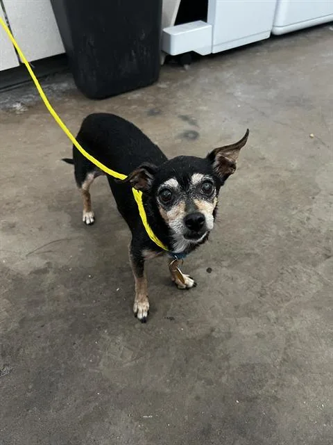A senior small-sized female Mixed Breed dog named Rosario for adoption in Dallas, TX