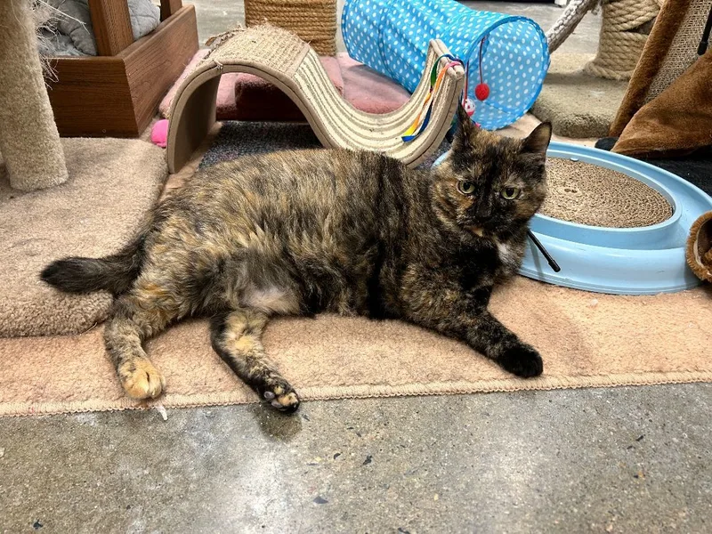 A senior medium-sized female Tortoiseshell Domestic Short Hair cat named Annie for adoption in Edgewood, MD