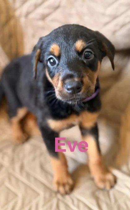 Eve