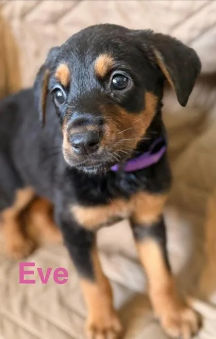 Eve thumbnail 2