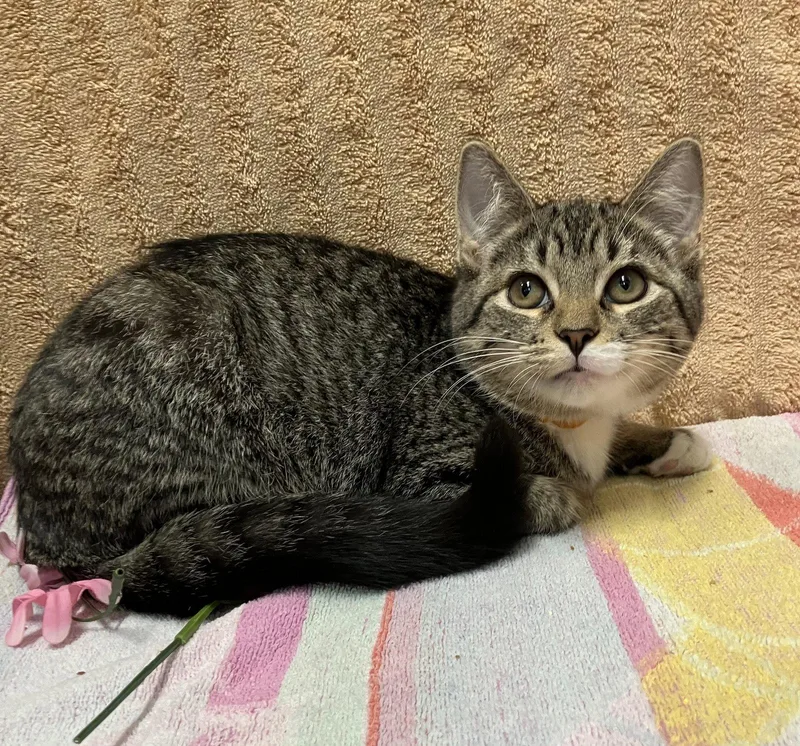 A baby medium-sized female White Domestic Short Hair cat named Mozzarella Sticks for adoption in Dublin, OH