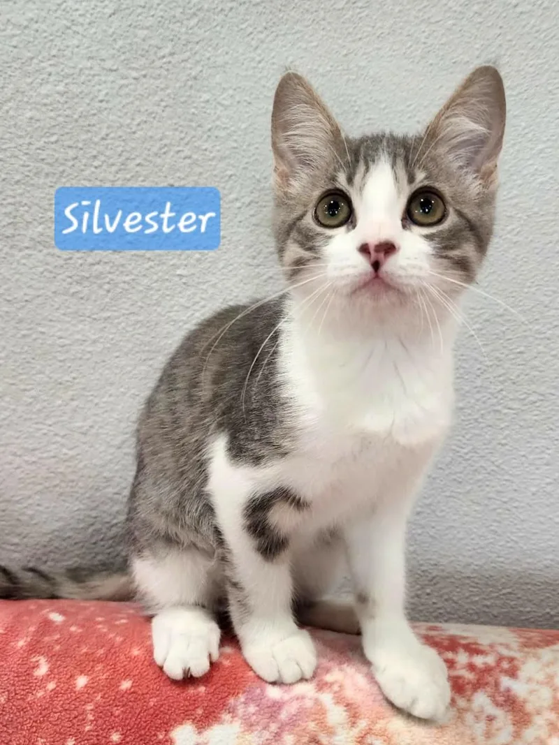 A baby small-sized male Gray & White Domestic Short Hair cat named Silvester for adoption in Yorba Linda, CA