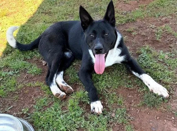 A young large-sized male Carolina Dog dog named Ferdinand for adoption in Carrollton, GA