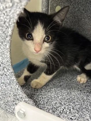 A baby small-sized male Domestic Short Hair cat named 837-26 for adoption in Cumming, GA