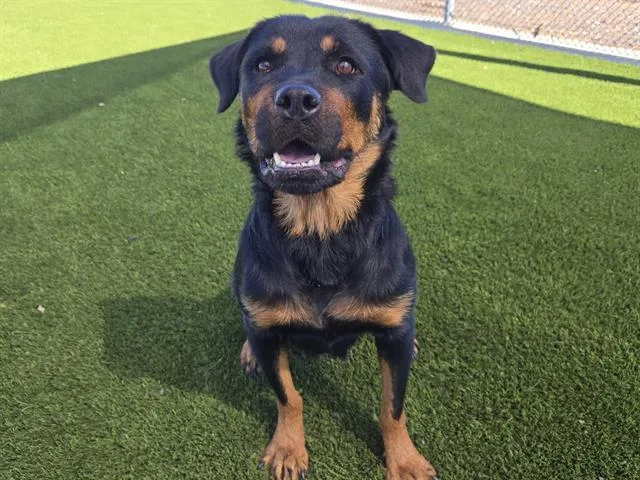 An adult large-sized female Rottweiler dog named Lilymay Dunlap for adoption in Auburn, CA