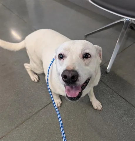 An adult small-sized female Labrador Retriever dog named Best Friend for adoption in San Martin, CA