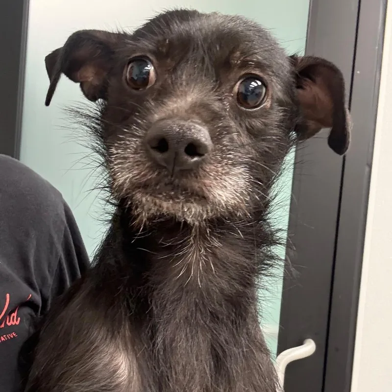 An adult small-sized male Black Terrier dog named Otis for adoption in Abilene, TX