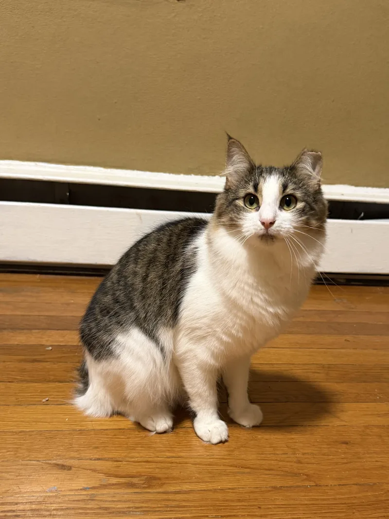 A baby medium-sized female Domestic Medium Hair cat named Lulu for adoption in Cornwall, NY