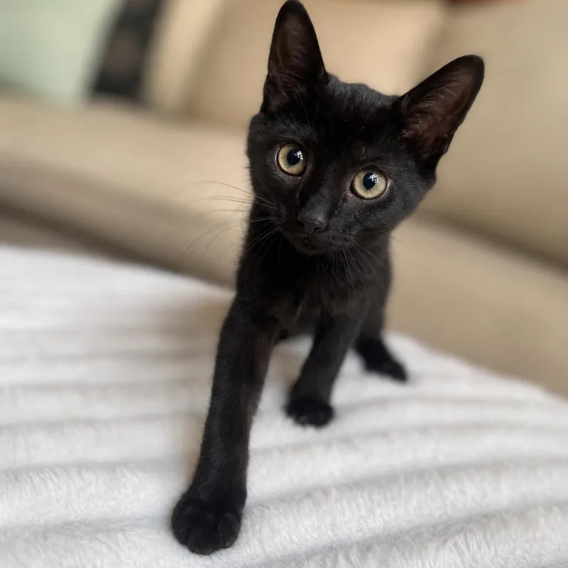 A baby medium-sized female Black Domestic Short Hair cat named Bianca for adoption in Martinsville, IN