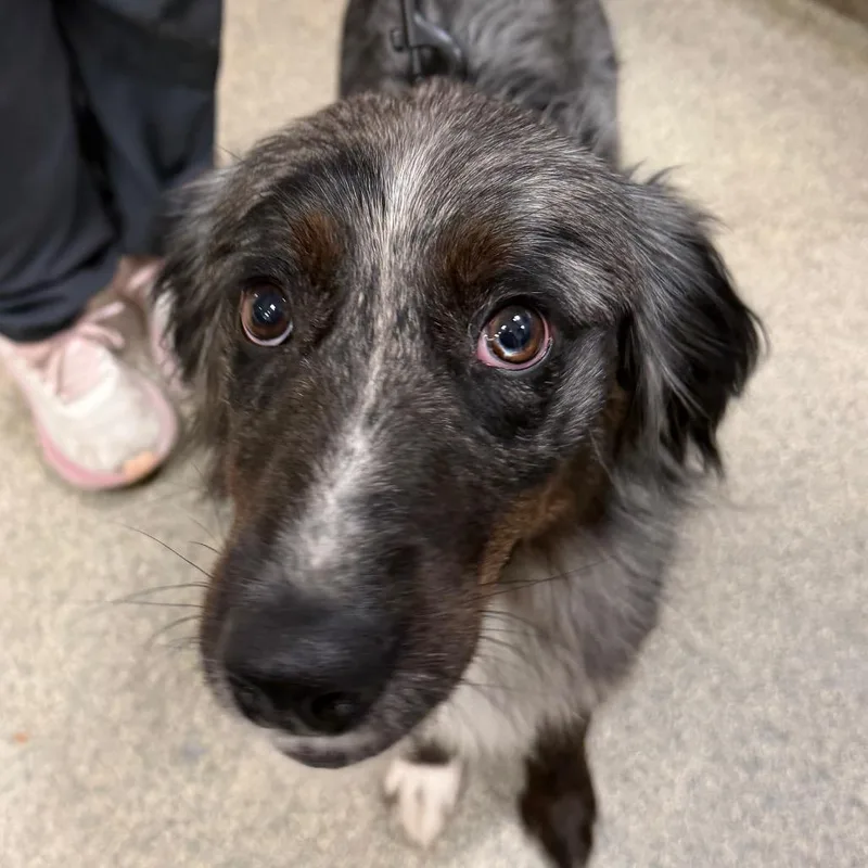 An adult medium-sized female Gray / Blue / Silver Mixed Breed dog named Aspen for adoption in Jacksonville, FL