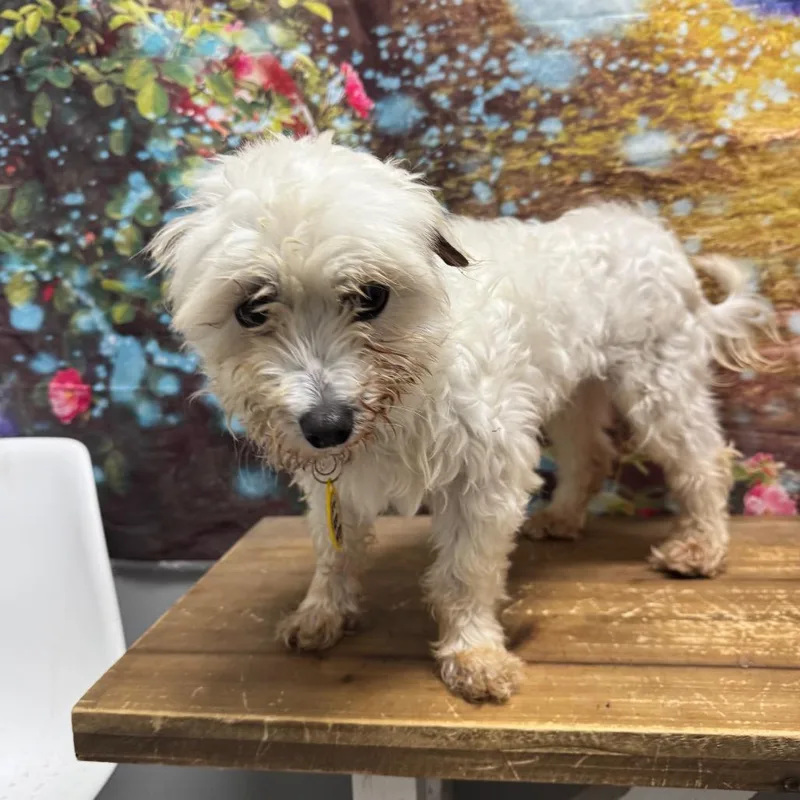 An adult small-sized male White / Cream Maltese dog named Davey Boy for adoption in Normal, IL