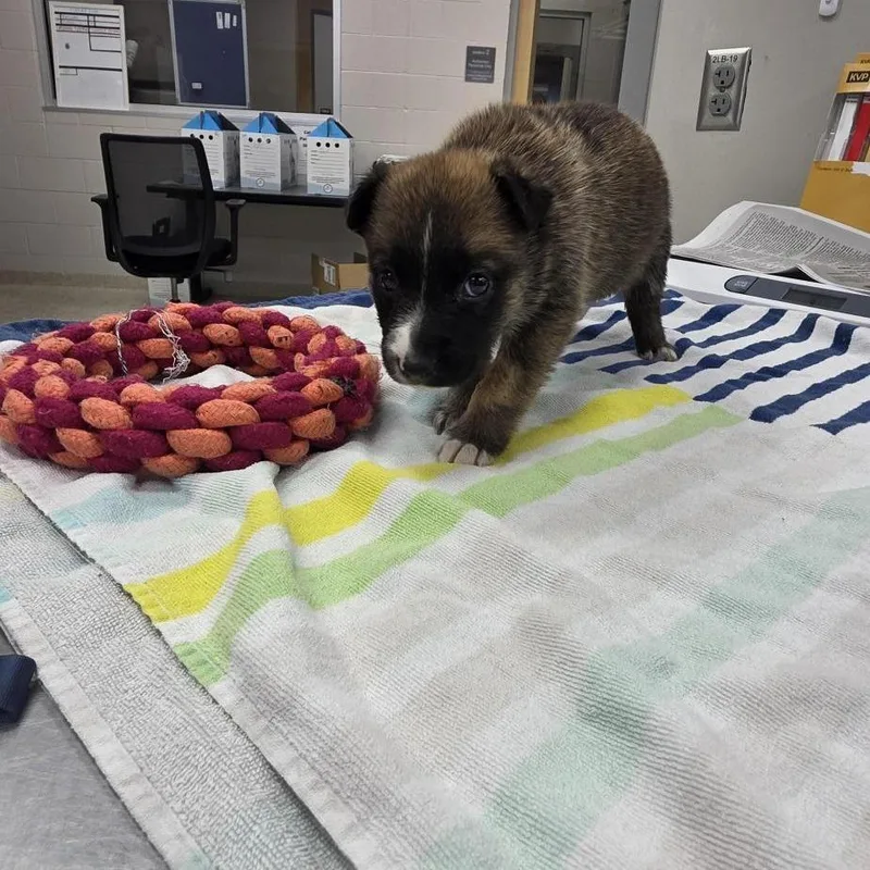 A baby small-sized female Mixed Breed dog named Cadbury for adoption in Jacksonville, FL
