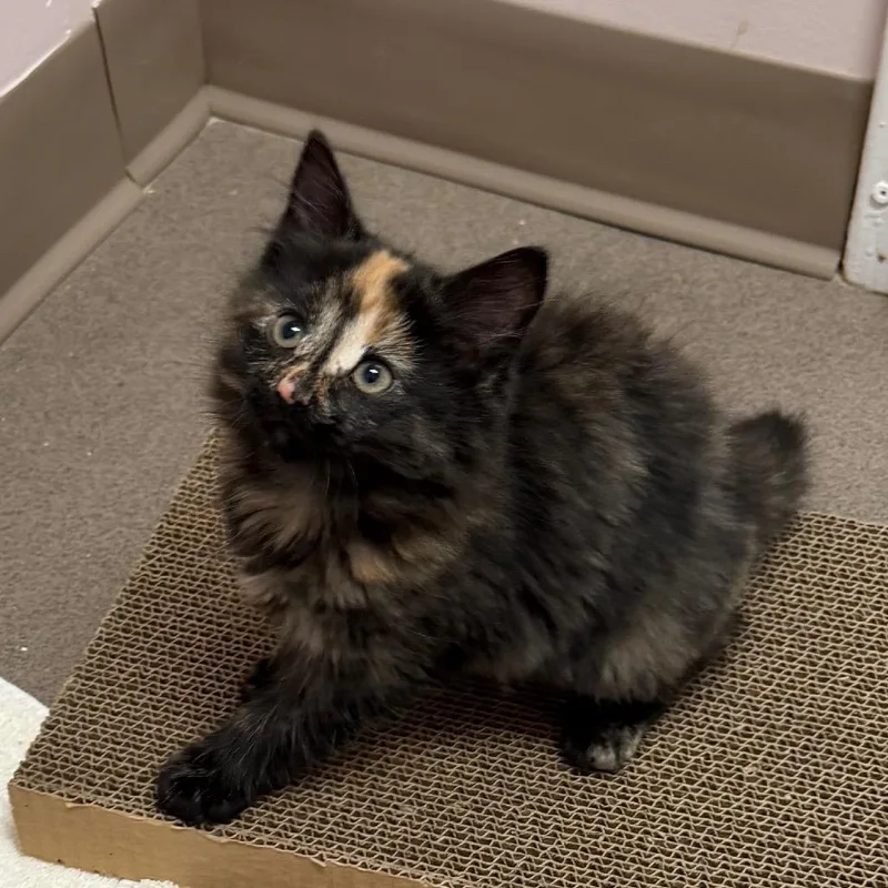 A baby small-sized female Domestic Short Hair cat named Matcha for adoption in Middlebury, VT