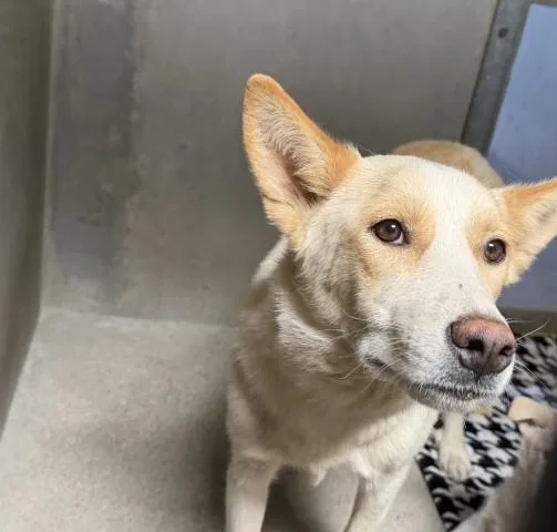 A young large-sized female German Shepherd Dog dog named Dana for adoption in San Bernardino, CA