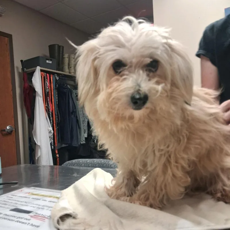 An adult small-sized female Yellow / Tan / Blond / Fawn Havanese dog named Sabrina for adoption in Norfolk, NE