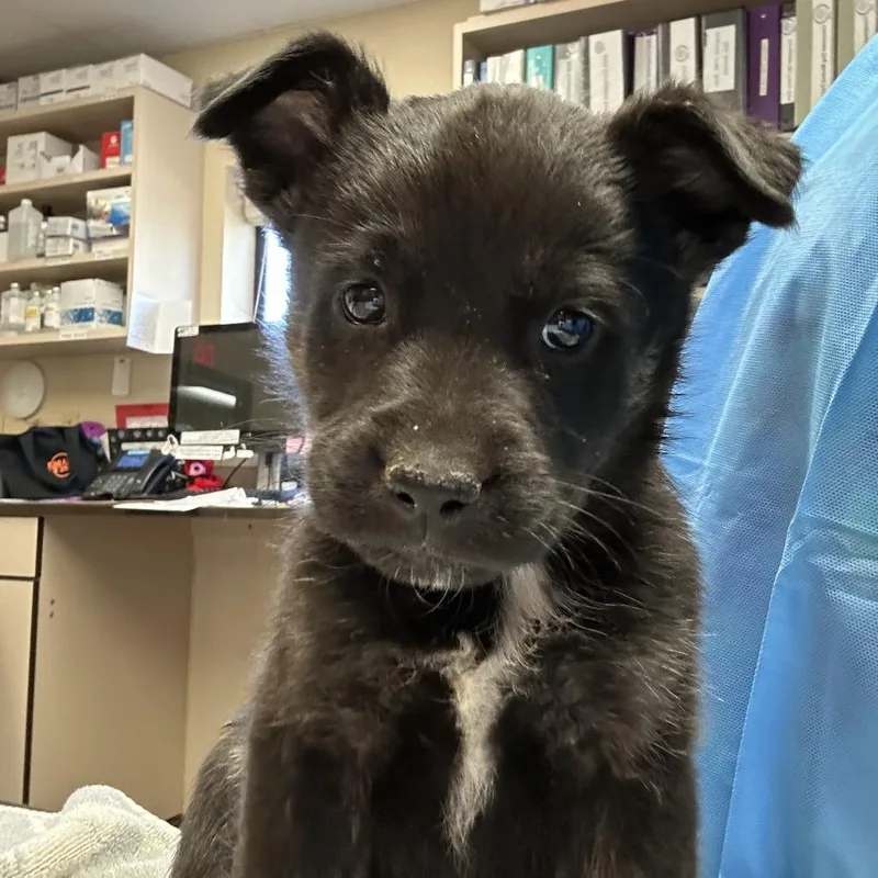 A baby small-sized male Black Mixed Breed dog named Pike for adoption in Flagstaff, AZ