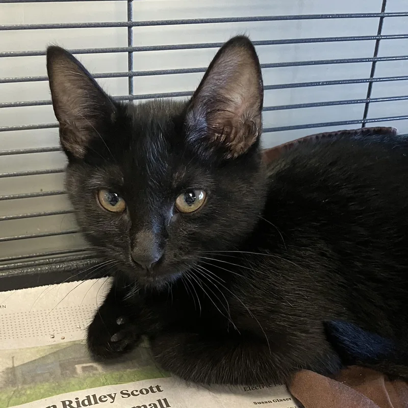 A baby medium-sized female Black Domestic Short Hair cat named Emma for adoption in Parma, OH