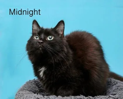 Midnight