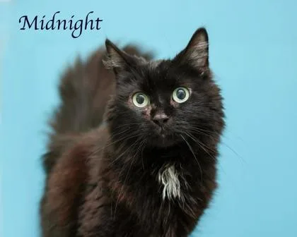 Midnight thumbnail 2