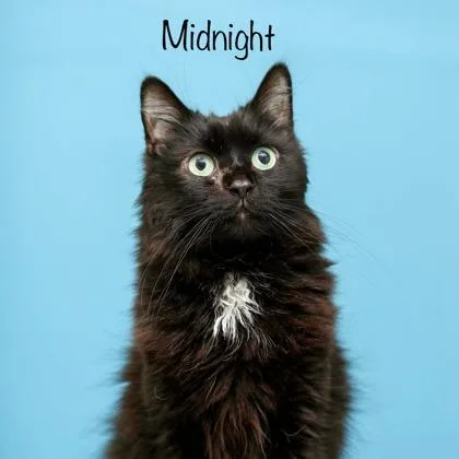 Midnight thumbnail 3