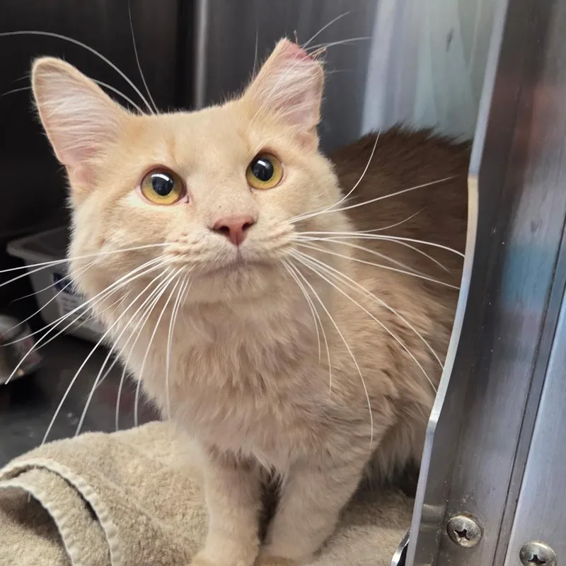 A young medium-sized male Domestic Medium Hair cat named Hijinks for adoption in Warwick, RI