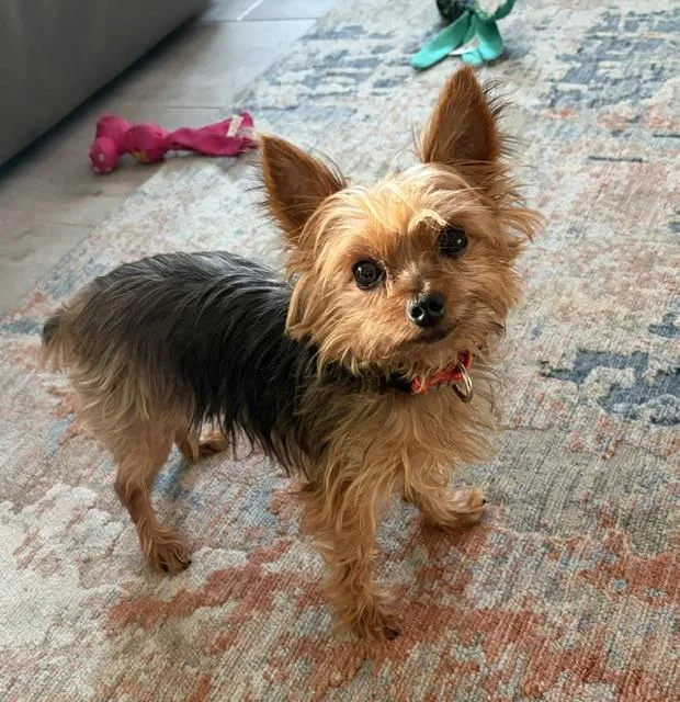 An adult small-sized male Yorkshire Terrier dog named D.C. Bowser for adoption in Bradenton, FL