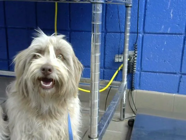 A young medium-sized male Tibetan Terrier dog named Rocsco for adoption in Albuquerque, NM