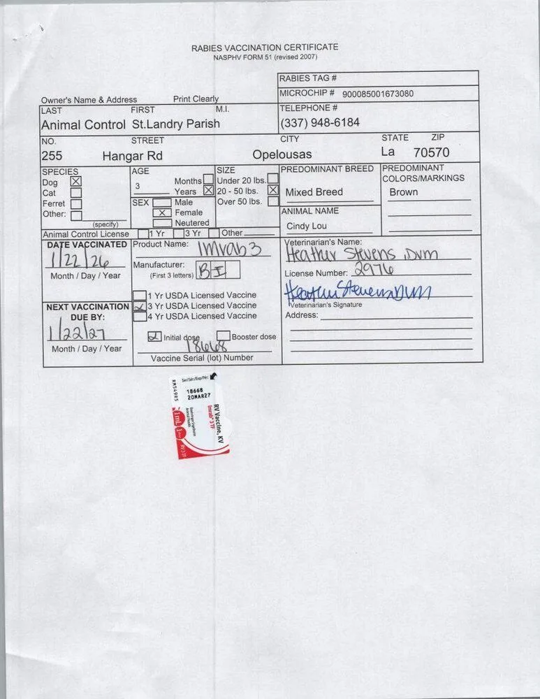 Cindy Lou thumbnail 2