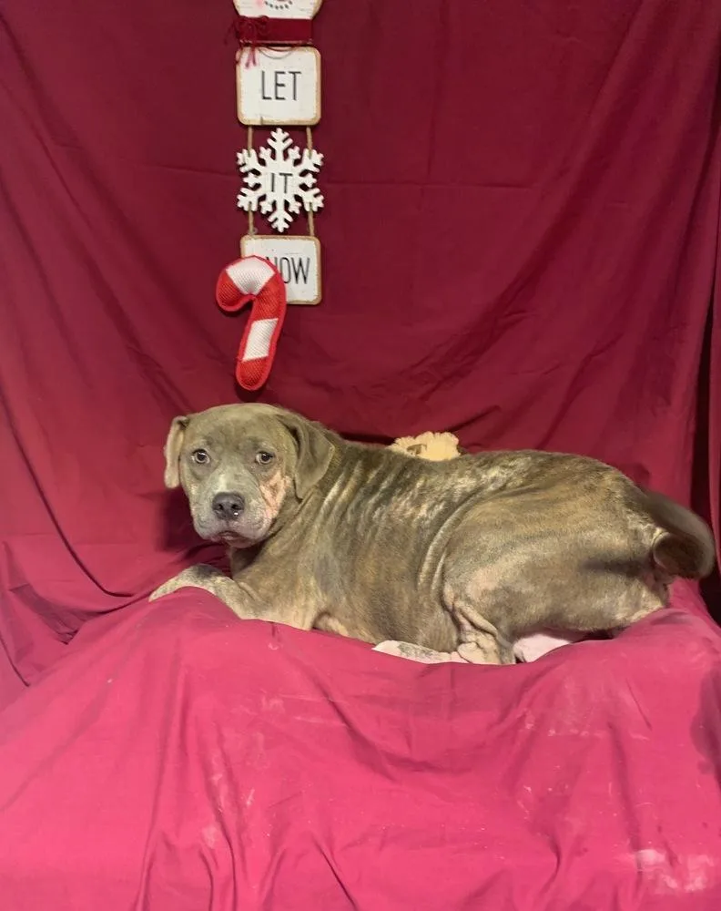 Cindy Lou thumbnail 3