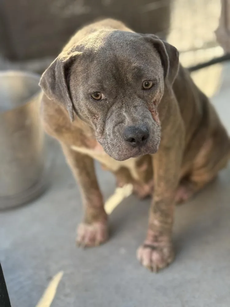 Cindy Lou thumbnail 4