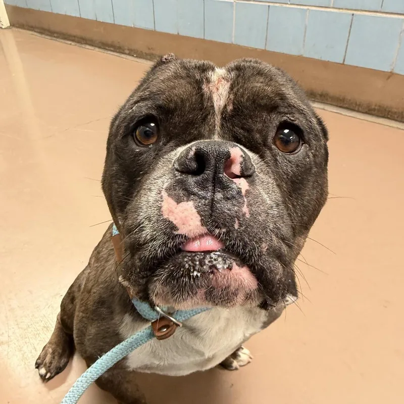 An adult medium-sized male Gray / Blue / Silver Pit Bull Terrier dog named Joshua ~ Coming Soon!!! for adoption in Chicago, IL