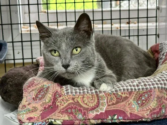 A young medium-sized female Gray & White Domestic Short Hair cat named Violet for adoption in Winton, NC