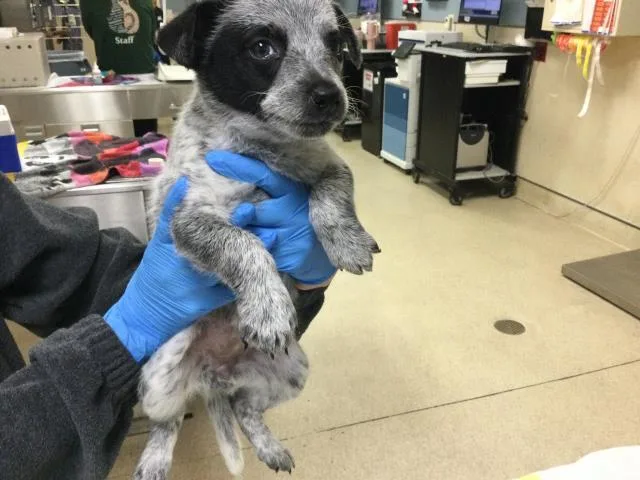 A baby small-sized female Australian Cattle Dog / Blue Heeler dog named Raspado for adoption in Riverside, CA