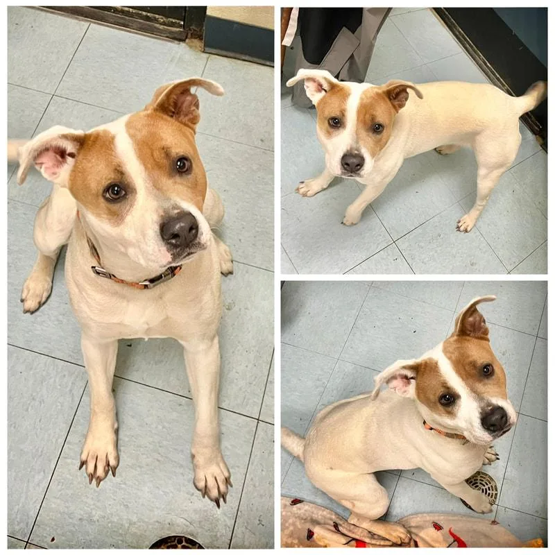 An adult large-sized female Pit Bull Terrier dog named Fern for adoption in Dublin, VA
