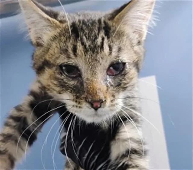 A baby small-sized male Domestic Short Hair cat named Ferdinand for adoption in San Bernardino, CA