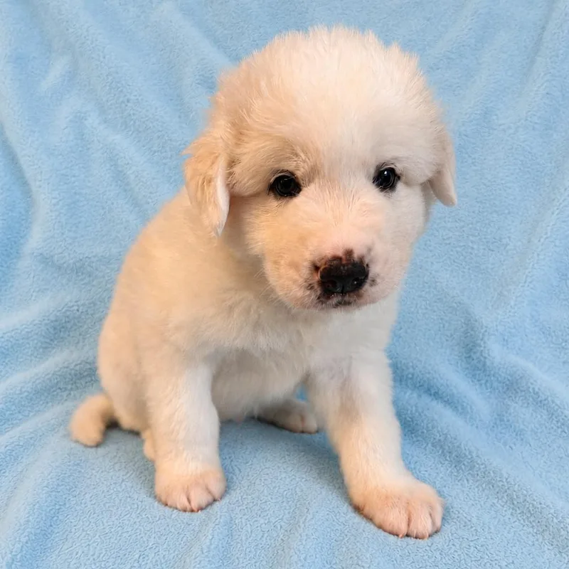 A baby large-sized male White / Cream Great Pyrenees dog named Tornado for adoption in St. Peters, MO