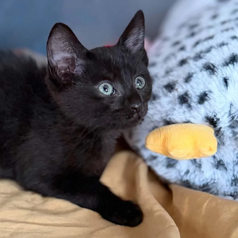A baby medium-sized female Black Domestic Short Hair cat named Lace for adoption in Martinsville, IN