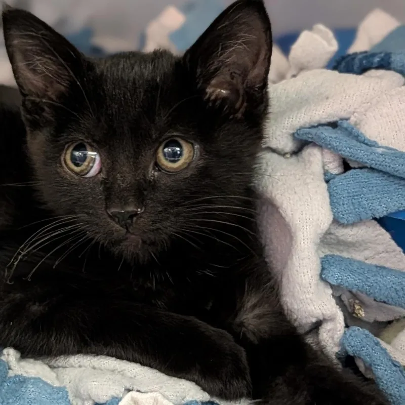 A baby medium-sized female Domestic Short Hair cat named Navy for adoption in Cape Girardeau, MO