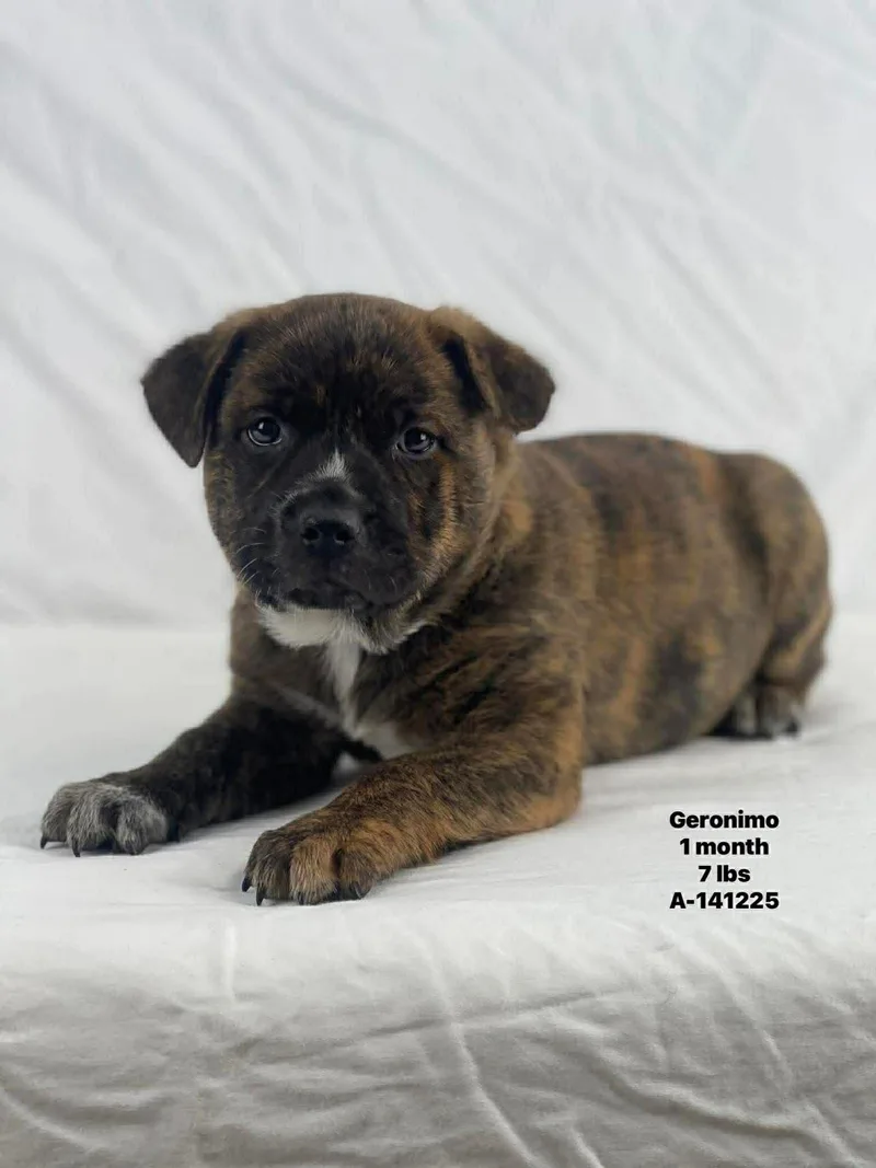 Geronimo The Bully Mix