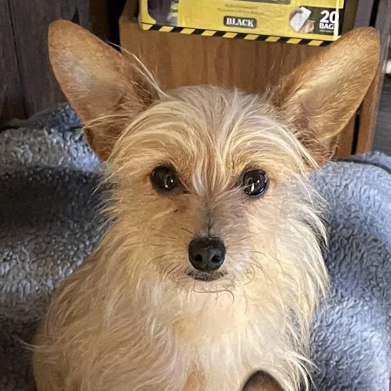 A young small-sized female Yorkshire Terrier dog named Peppa  COMING SOON for adoption in Fowlerville, MI
