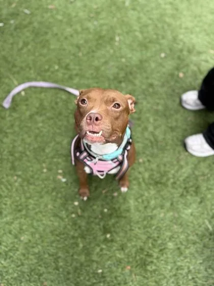 An adult medium-sized female Terrier dog named Princesa for adoption in North Miami Beach, FL