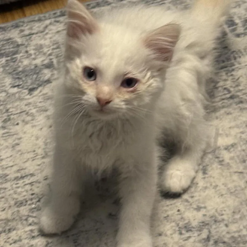 A baby small-sized female Flame Point Domestic Medium Hair cat named Eleven Carter for adoption in Eagle Mountain, UT