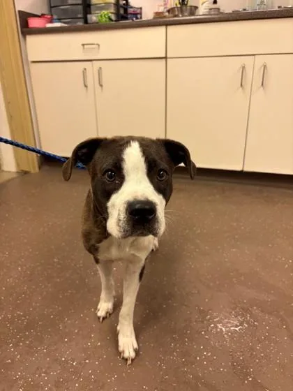 A baby medium-sized female Mixed Breed dog named Reign for adoption in South Bend, IN