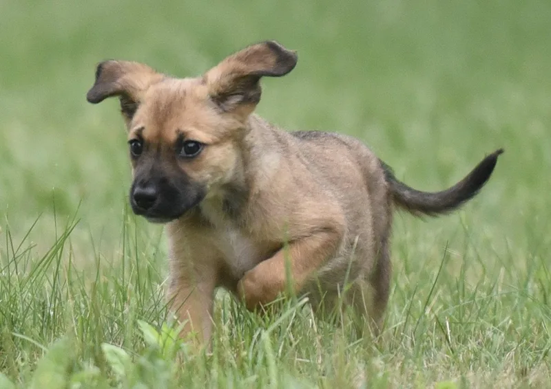 A baby medium-sized female Shepherd dog named Wynter for adoption in Mechanicsburg, PA
