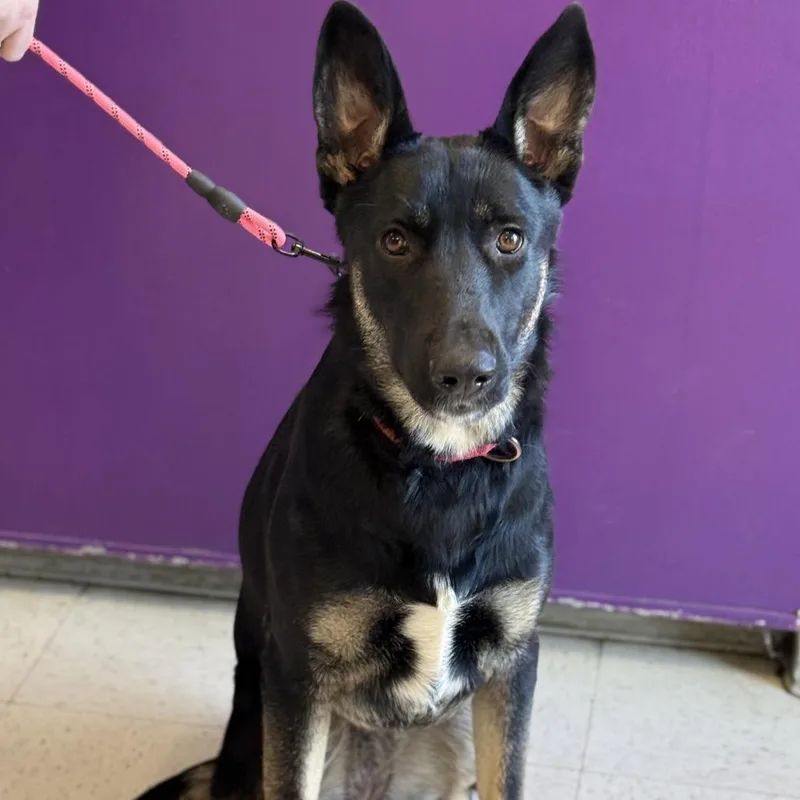 A young large-sized female German Shepherd Dog dog named Mushu for adoption in Fresno, CA