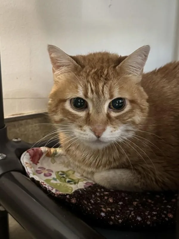A senior small-sized female Domestic Short Hair cat named Maggie for adoption in Santa Rosa, CA