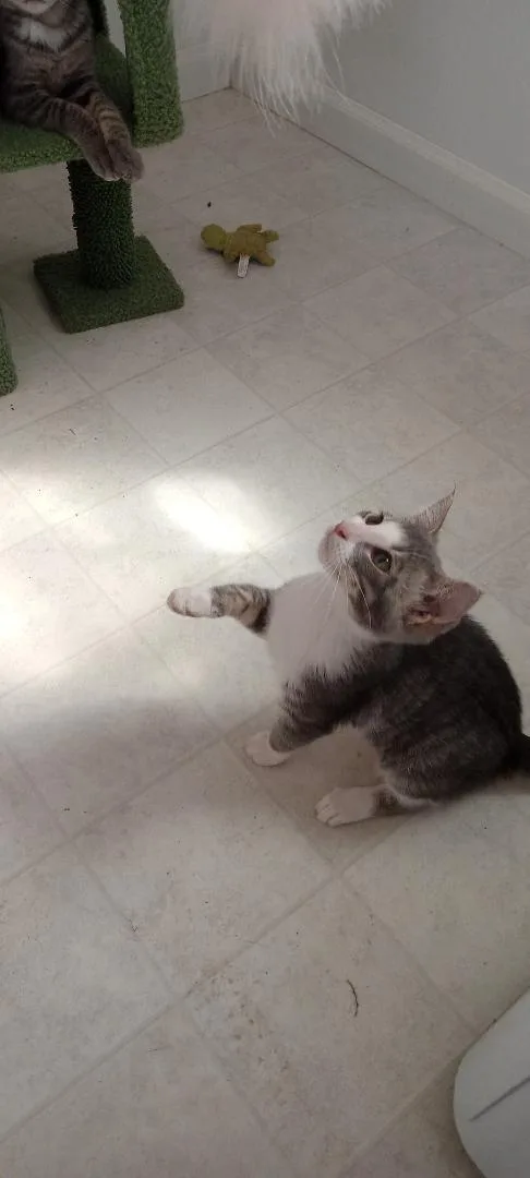 A young medium-sized female Buff & White Domestic Short Hair cat named Ivy for adoption in San Andreas, CA