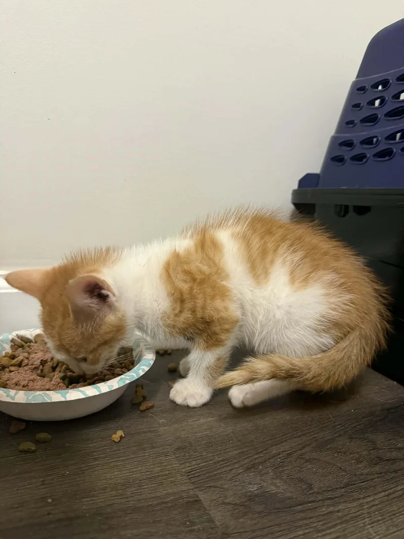 A baby medium-sized male Orange & White Domestic Short Hair cat named Peeta for adoption in Aberdeen, NC