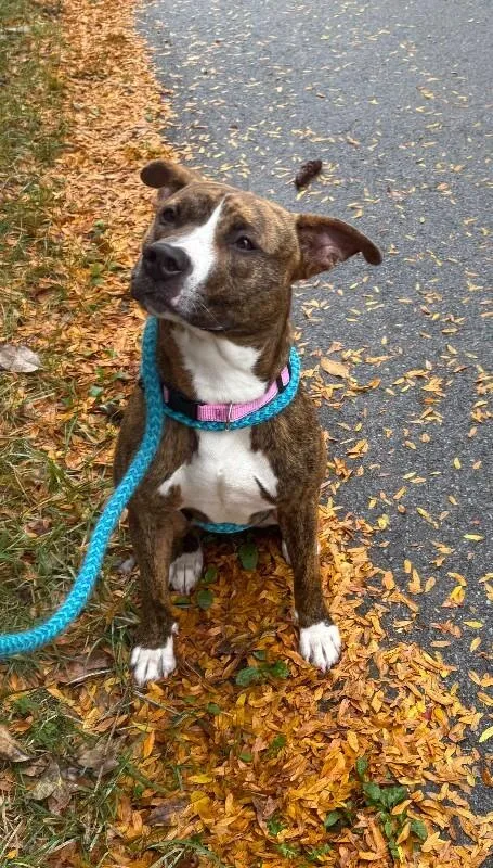 An adult medium-sized female Mixed Breed dog named Cora for adoption in Rochester, NY