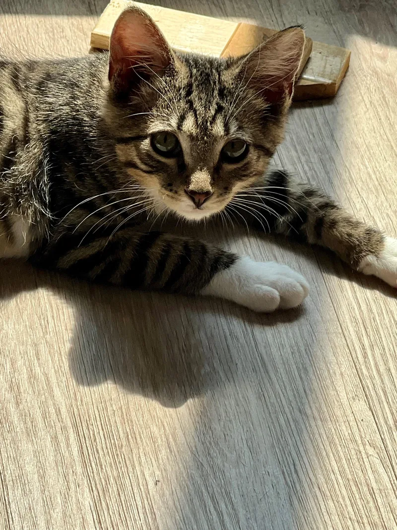 A baby medium-sized male Tabby (Brown / Chocolate) Domestic Short Hair cat named Harvey for adoption in Westfield, NJ